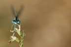 Occhi Blu sul Rametto