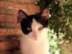 Ecco un segreto che puoi scoprire in un piccolo animaletto.... La sua piccola stazza di gatto  almeno pari alla sua immensa profondit intimista del suo sguardo