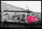 Ti Regaler Una Rosa