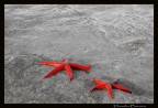 due stelle marine ...