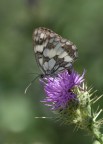 farfallina