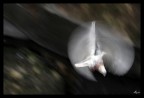 In volo