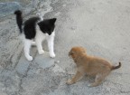 socializzazione