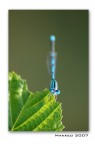 Libellula