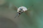 Volo Libero