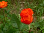 rosa o rossa