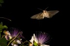 Agrius convolvuli/2