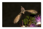 Agrius convolvuli/3