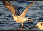 sole Egadi, quasi al tramonto, in barca. Fotografo un gabbiano che nuota sull'acqua, poi vola via. Tornato a casa scarico le foto e mi rendo conto che il poverino aveva un amo da pesca conficcato nel becco...