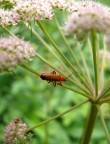 Discesa ripida