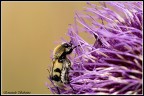 Fiore viola e Bombo