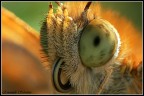 La spirotromba