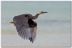 Thailand bird