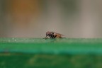 Mosca su davanzale