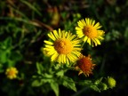 Gemelli
