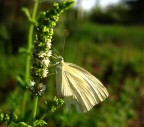 Licenide 4