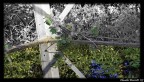 Simmetrie