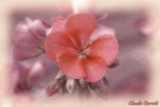 Un fiore