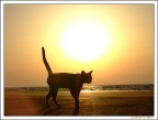 Le Chat 3