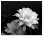Fiore