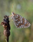 Lycaena Thersamon