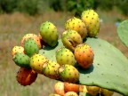 fichi d'india