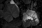 gemelli diversi