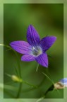 fiore