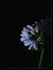 fiore nascosto
