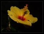 fiore bagnato, fiore fortunato