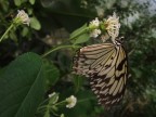 farfalla