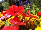 A mio avviso i colori di questi fiori sono meravigliosi....ma ditemi voi....