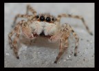 Macro