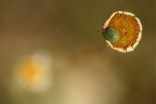Fiore