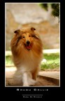Collie Collie