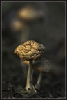 Piccoli funghi nel sottobosco.......