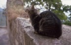 chiss quante di gatti