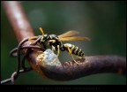 Scatto con lente macro. Commenti e suggerimenti pi che graditi, di qualsiasi genere