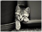 micetto