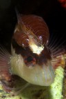 Santa Maria al Bagno (Nard)
-12 mt.
Apnea

Povero blennide parassitato da 2 crostacei

Sono sempre vivo....
