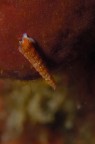 Ssanta Caterina (Nard)
-21mt.
Esemplare di circa 2 mm. di Turritella communis