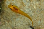 Santa Caterina (Nard)
-21 mt.
Ghiozzo dorato con un crostaceo parrassita fra gli occhi.
E' stato l'unico modo di scattare la foto, visto che il pesciolino si trovava in una buca