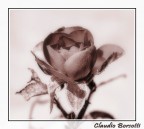 Una rosa
