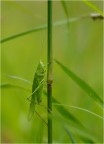 tutto in verde
