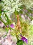 Mantide religiosa