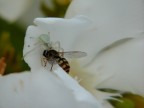 La preda e il predatore