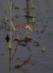 scena e riflesso di un'amore volante