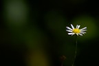 Solitario