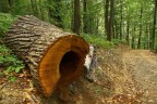Nel bosco