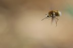 Volando